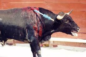 seRa  quE  SoMOs  mEnOsA  RAcIonAlES  NOsOrTrOs